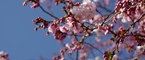 Cherry Blossoms